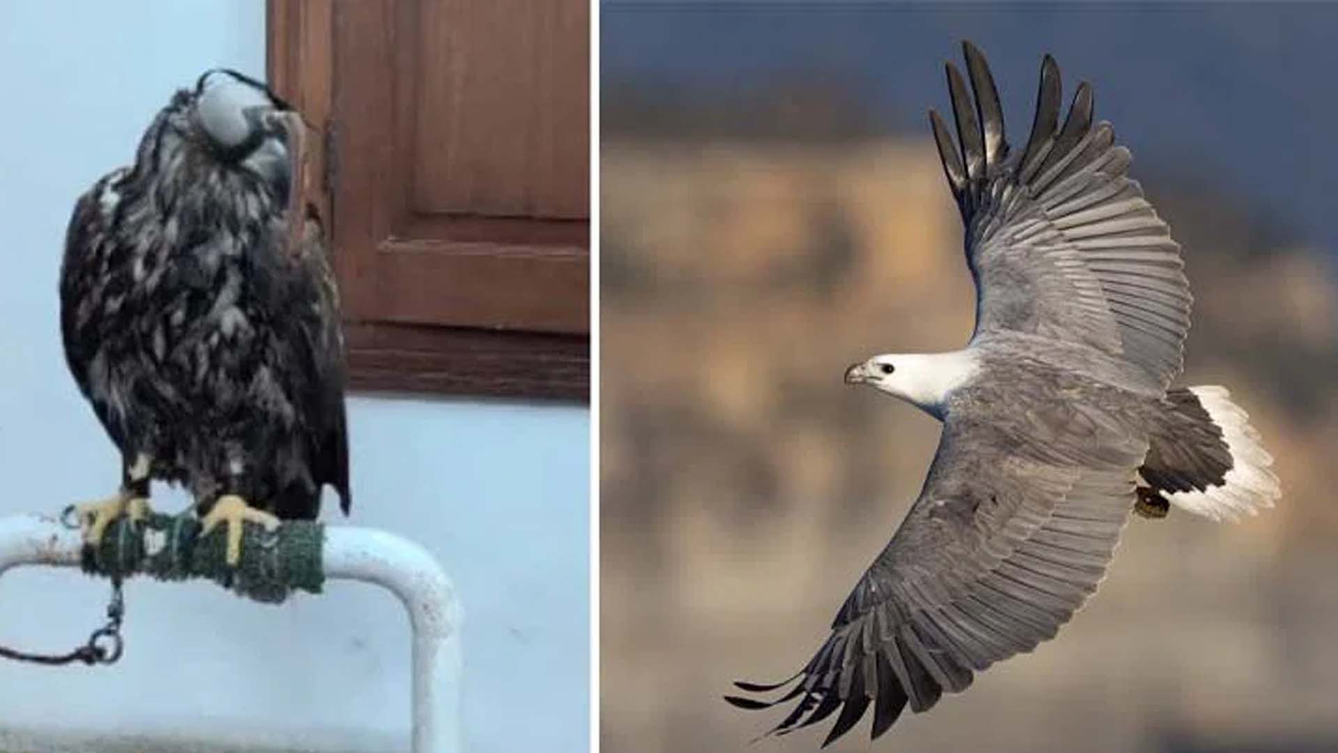 پاکستان کی فضاؤں میں 155 سال بعد نایاب پرندے کی دوبارہ آمد