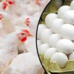مہنگائی کا جن بے قابو، چکن اور انڈے بھی مہنگے