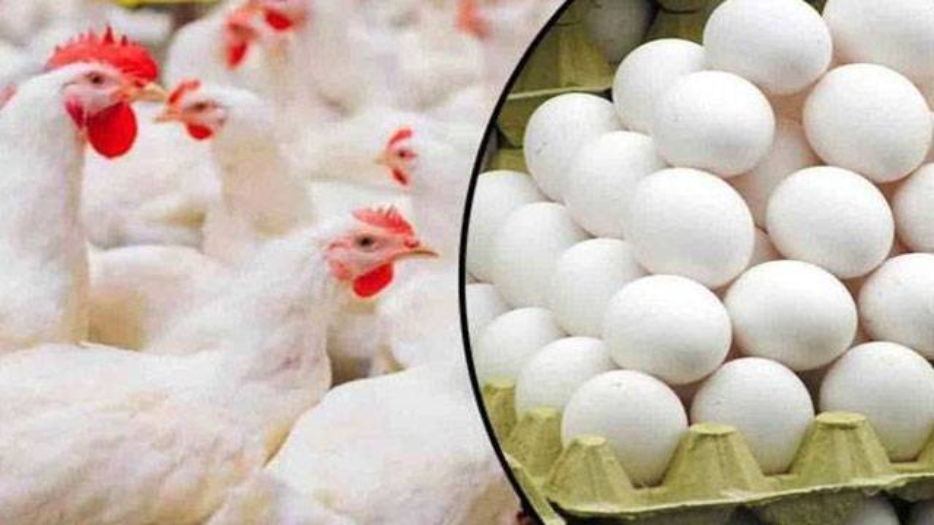 مہنگائی کا جن بے قابو، چکن اور انڈے بھی مہنگے