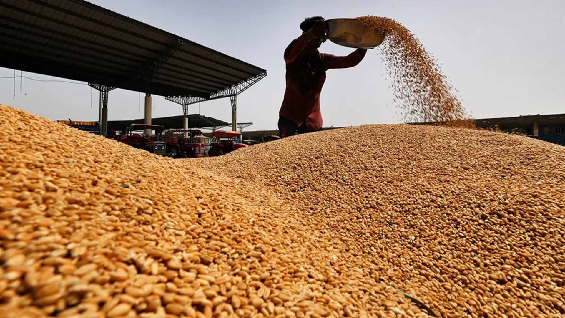 “پنجاب گندم نہیں دیتا” کا جھوٹا واویلا اوراضاخیل گودام کا گھپلا، پی ٹی آئی حکومت کا اصلی چہرہ بے نقاب