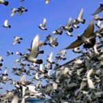 کبوتروں کی حیرت انگیز صلاحیت، گھر کا راستہ کیسے ڈھونڈ لیتے ہیں