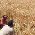 زرعی ادویات کا کاروبار کرنے والے افراد کے لیے بڑی خوشخبری